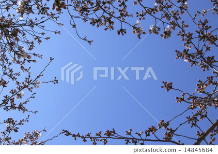 Cherry buds 14845684