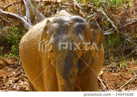 Asian Elephant 14845686