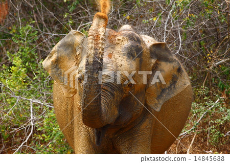 Asian Elephant 14845688