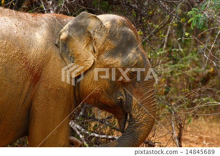 Asian Elephant 14845689