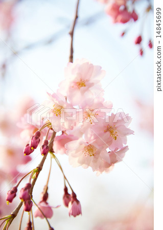 Weeping cherry blossoms up Weeping cherry blossoms up 14845699