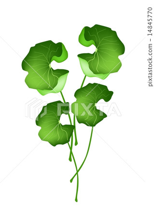 Fresh Asiatic Pennywort Plant on White Background 14845770