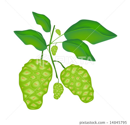 Green Noni or Morinda Citrifolia Fruit on A Tree 14845795
