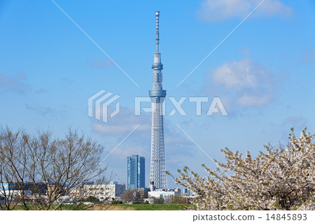 東京的天空樹從阿拉瓦河的河流蔚藍的天空蔓延開來 14845893
