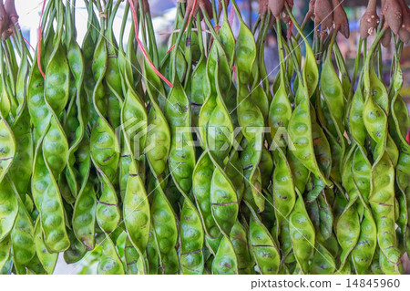 parkia speciosa 14845960