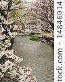 Cherry blossoms in Takase River 14846014