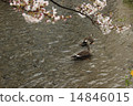 Duck and cherry blossoms in Takase River 14846015