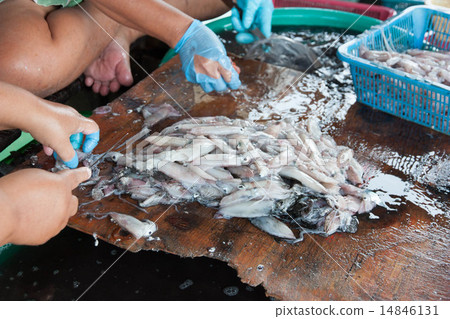 Separation of squid Separation of squid 14846131