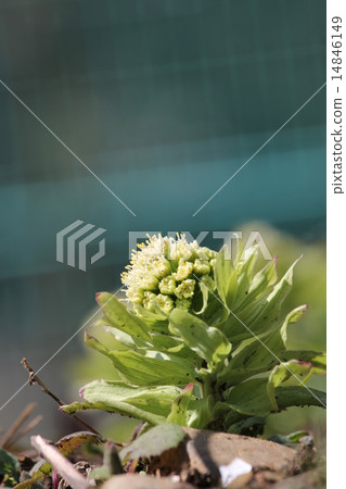 Fukinotou flower 14846149