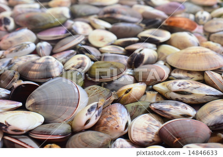 Clam sand removal in progress ♪ Clam sand removal in progress ♪ 14846633