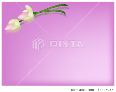 Pink Lotus Flower on A Pink Background 14846937