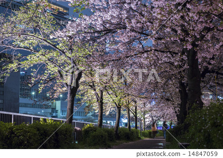Cherry blossoms at night 14847059