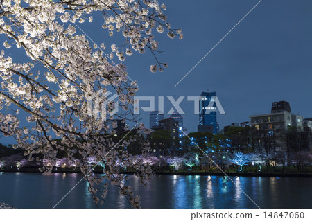 Cherry blossoms at night 14847060