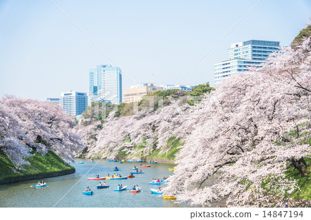 Cherry Blossom Point · Chidoriguchi Cherry Blossom Point · Chidoriguchi 14847194