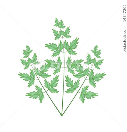 A Fresh Water Dropwort on White Background 14847263