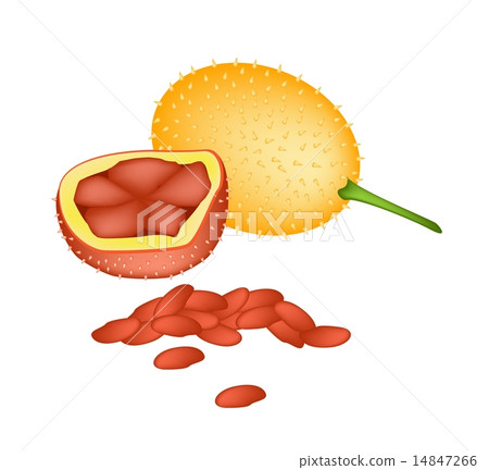 Fresh Orange Baby Jackfruits on White Background Fresh Orange Baby Jackfruits on White Background 14847266