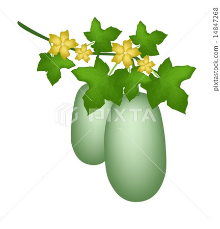 A Winter Melon Plant on White Background A Winter Melon Plant on White Background 14847268