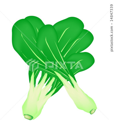 Fresh Green Baby Pakchoi on White Background Fresh Green Baby Pakchoi on White Background 14847339