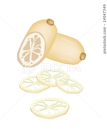 Sliced of Lotus Root on White Background Sliced of Lotus Root on White Background 14847349