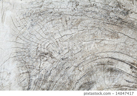 Old teak wood stump background Old teak wood stump background 14847417