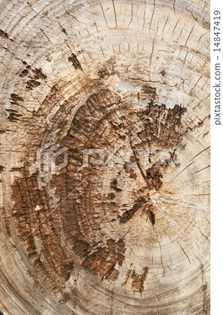 Teak wood stump background Teak wood stump background 14847419