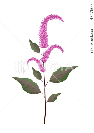 Fresh Red Amaranth on A White Background 14847660