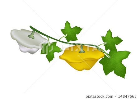 Two Pattypan Squash Plant on White Background Two Pattypan Squash Plant on White Background 14847665