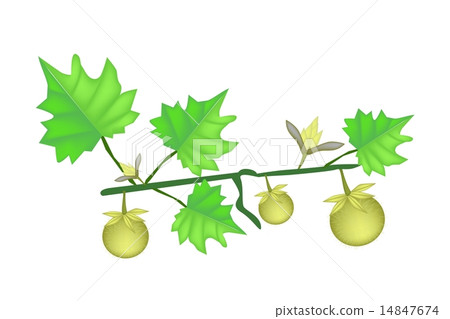 Solanum Stramonifolium Plant on A White Background 14847674