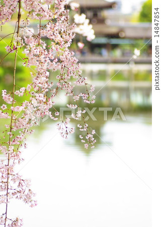 Heian Jingu Shrine Cherry blossoms 14847854