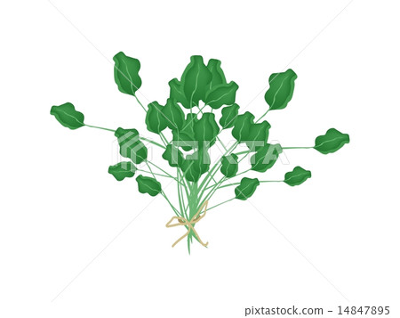 A Fresh Green Watercress on White Background A Fresh Green Watercress on White Background 14847895