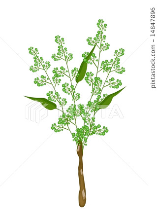 Flower and Leaves of Neem on White Background 14847896