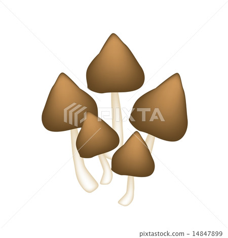 A Group of Termite Mushroom on White Background 14847899