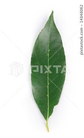 Bay leaf. Bay leaf. 14848062