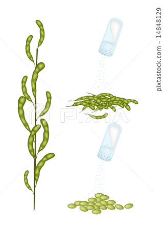 Delicious Boiled Soya Bean Eating with Salt 14848129