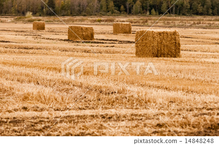 Four square hay bales on empty yellow field 14848248