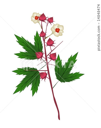 Fresh Hibiscus Sabdariffa Plant Fresh Hibiscus Sabdariffa Plant 14848474