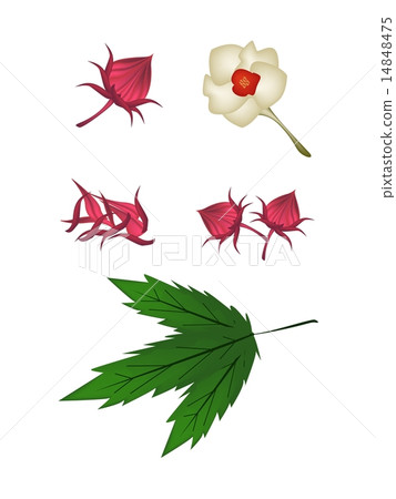 Parts of Hibiscus Sabdariffa or Roselle Plant Parts of Hibiscus Sabdariffa or Roselle Plant 14848475