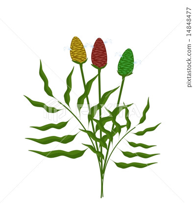 Fresh Zingiber Zerumbet Plant on White Background 14848477