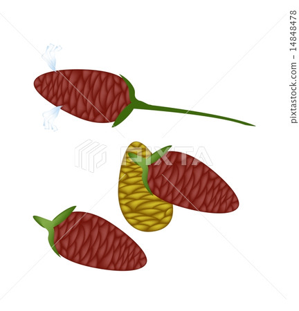 Fresh Zingiber Zerumbet Corn on White Background 14848478