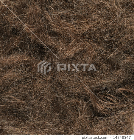 Cut hairs fragment 14848547