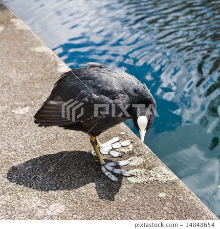 Eurasian coot bird, Fulica atra Eurasian coot bird, Fulica atra 14848654