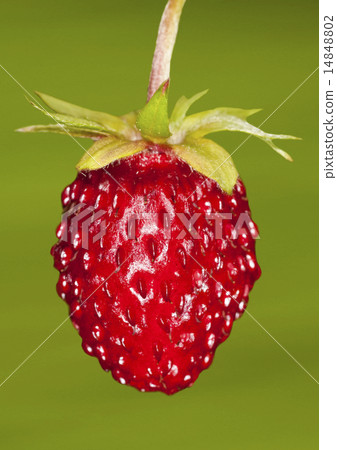 woodland strawberry woodland strawberry 14848802
