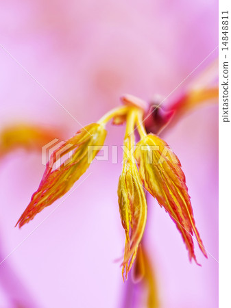 japanese maple in spring japanese maple in spring 14848811