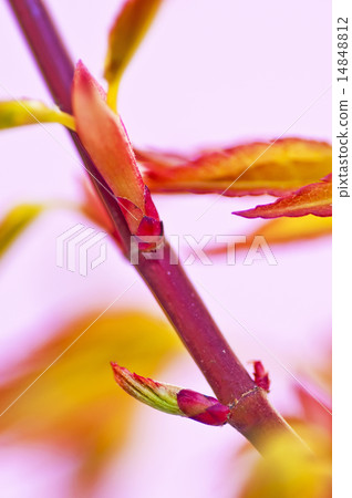 japanese maple in spring japanese maple in spring 14848812