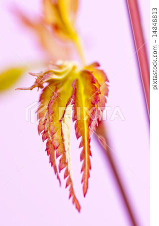 japanese maple in spring japanese maple in spring 14848813