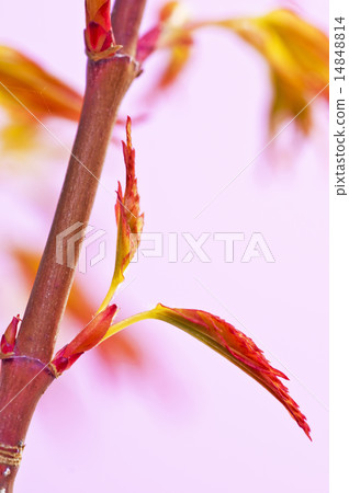 japanese maple in spring japanese maple in spring 14848814