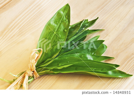 wild garlic wild garlic 14848931