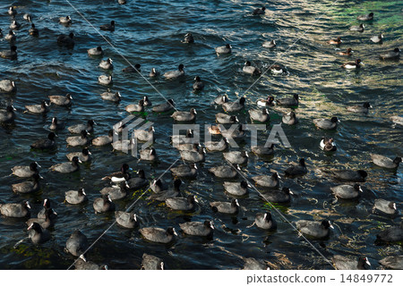 Flock of coots in dark blue sea Flock of coots in dark blue sea 14849772