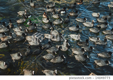 Flock of coots in the sea Flock of coots in the sea 14849773
