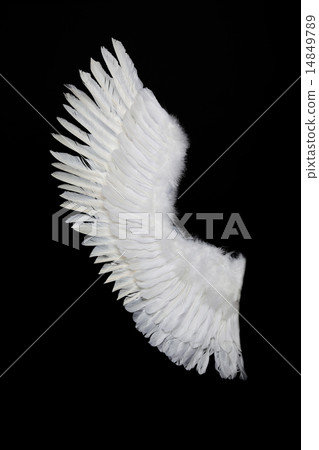 Half of Tsubasa Half of Tsubasa 14849789